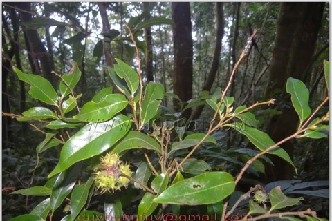 Castanopsis multiporcata (Photo: vuonquocgiaxuanson.com.vn)